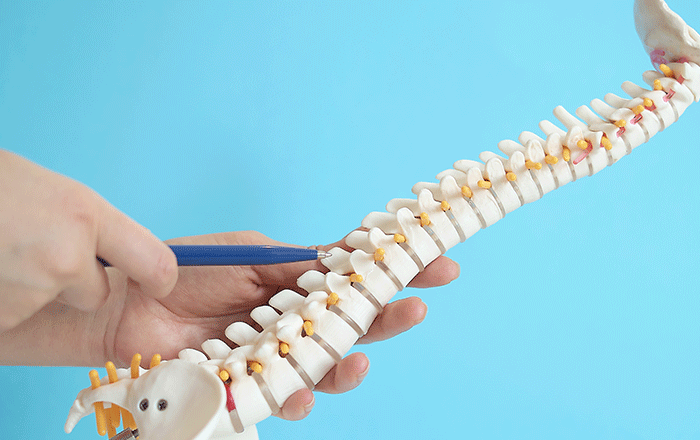 Lumbar spine diagram